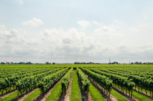 Uma instalação industrial com várias estruturas com uma quantidade significativa de fumaça saindo das chaminés.